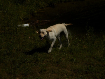 Shaking off after a swim